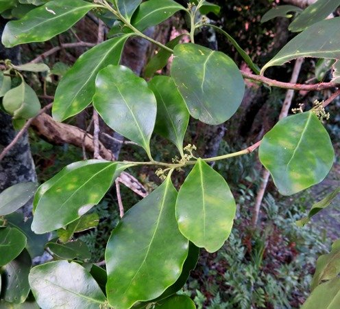 Pterocelastrus tricuspidatus branchlets