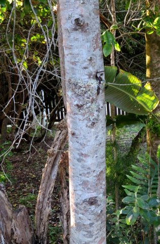 Pterocelastrus tricuspidatus stem