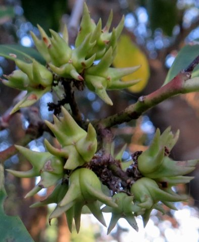 Pterocelastrus tricuspidatus green fruit