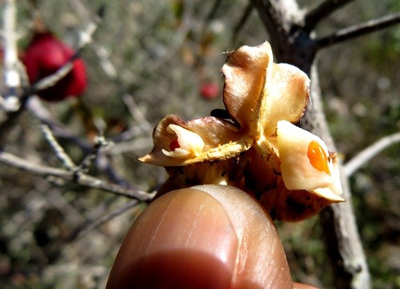 Putterlickia pyracantha inside the capsule