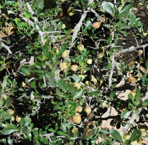 Putterlickia verrucosa  in fruit