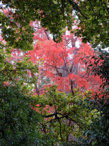 Quercus robur leaves framing an autumn swamp cypress