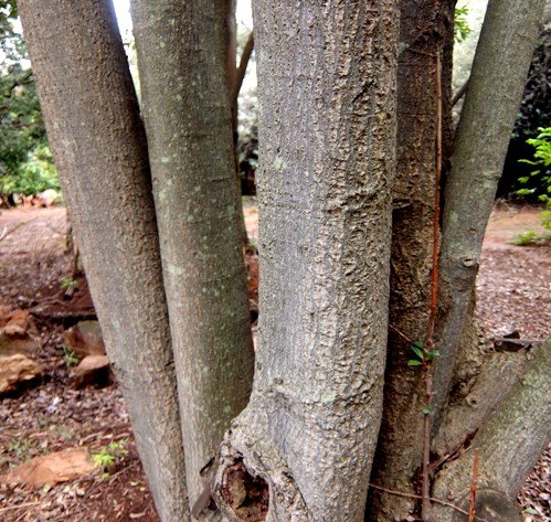 Rapanea melanophloeos multiple stems
