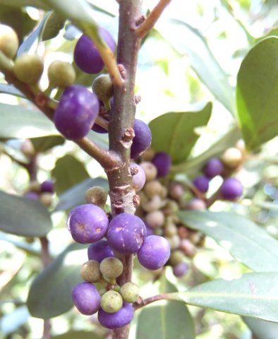 Rapanea melanophloeos fruit