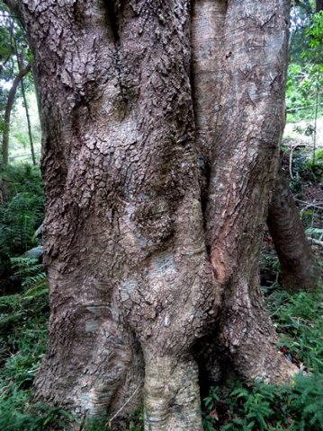 Rapanea melanophloeos old bole