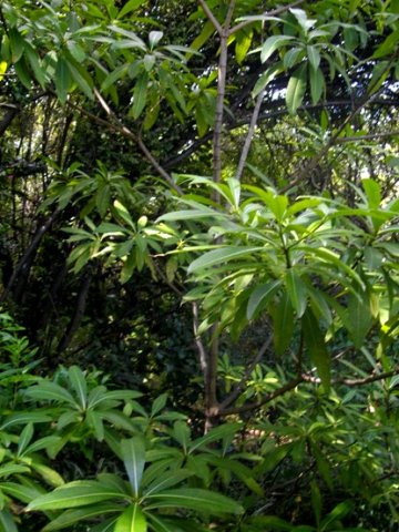Rauvolfia caffra young tree
