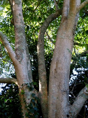 Rauvolfia caffra lower stems