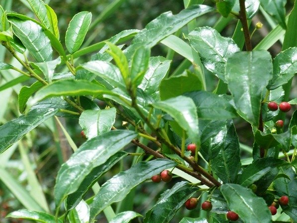 Rhamnus prinoides bearing fruit