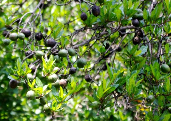 Rothmannia capensis in production
