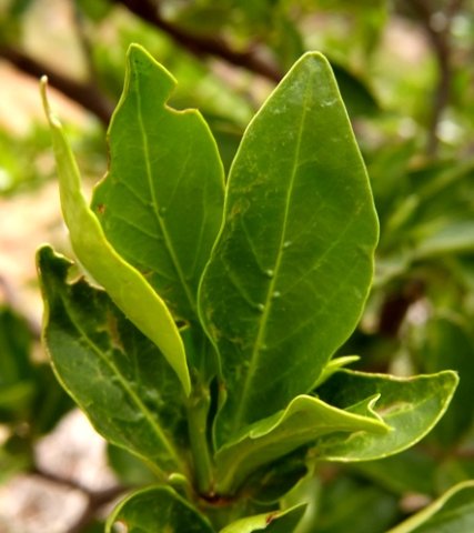 Rothmannia capensis straight leaves