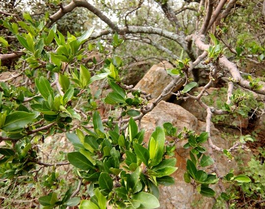 Rothmannia capensis