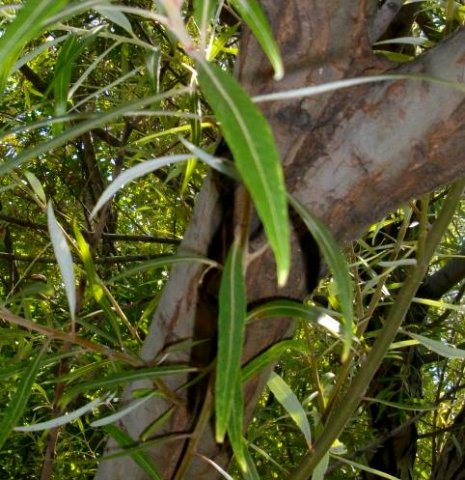 Salix mucronata subsp. woodii young stem