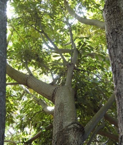 Schefflera umbellifera