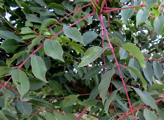 Sclerocarya birrea subsp. caffra young leaves