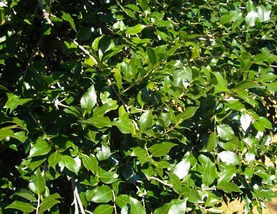 Scolopia mundii leaves