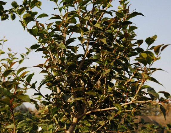 Scolopia mundii