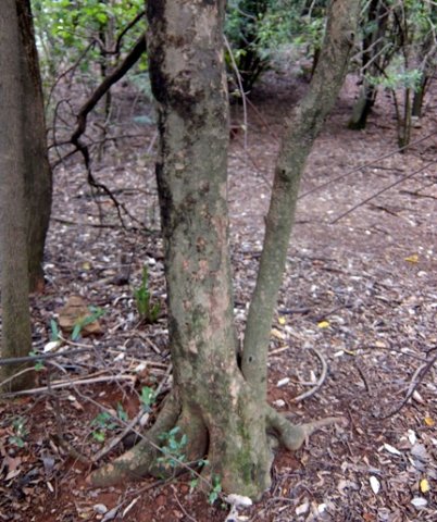 Scolopia zeyheri