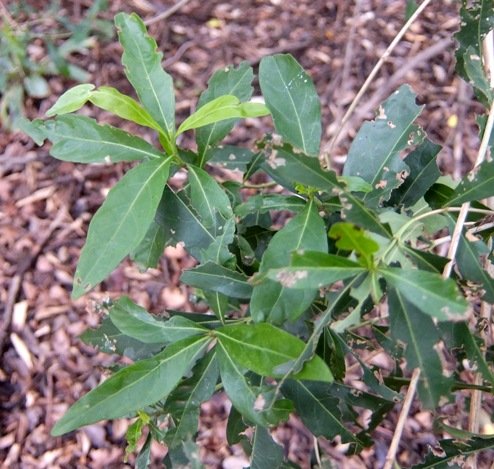 Scolopia zeyheri leaves