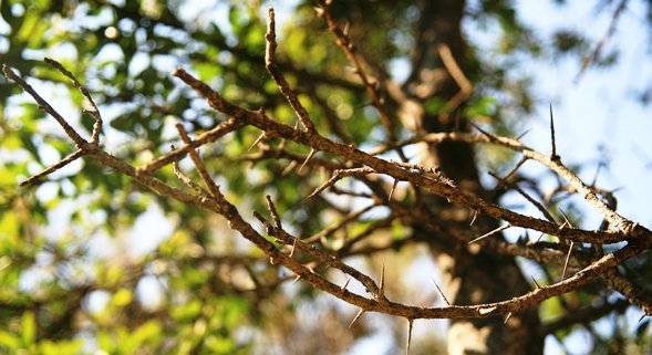 Scolopia zeyheri spines