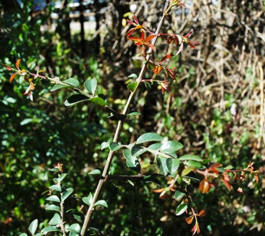 Scutia myrtina 