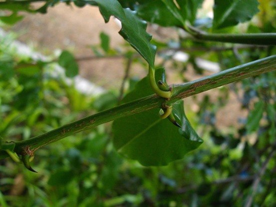 Scutia myrtina young stem