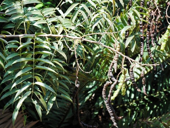 Senna petersiana