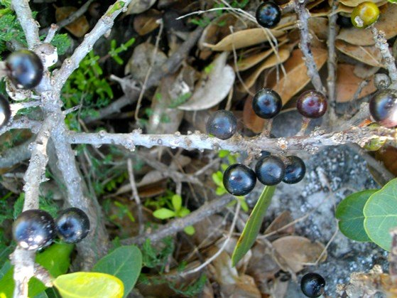 Sideroxylon inerme last fruits