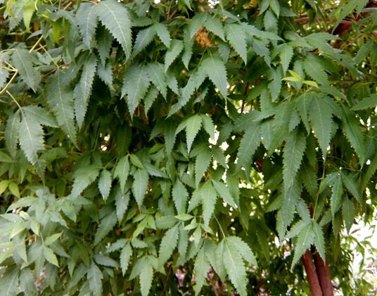 Smodingium argutum