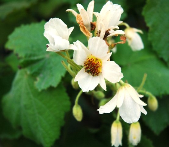 Sparrmannia africana flowers
