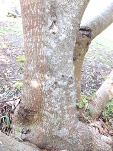 Sterculia alexandri bole base