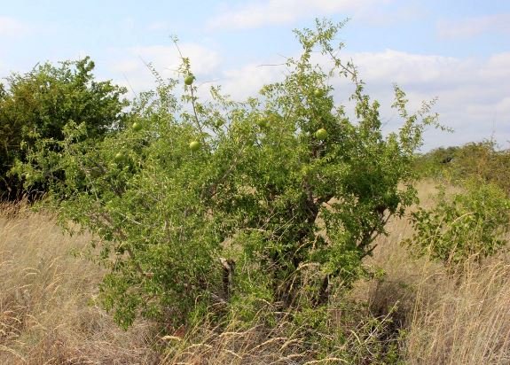 Strychnos madagascariensis