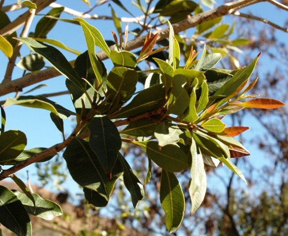 Syzygium guineense subsp. guineense