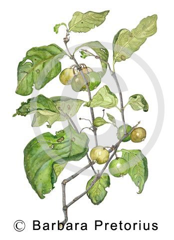 Vangueria infausta subsp. infausta