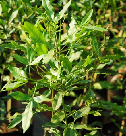 Vepris lanceolata leaves