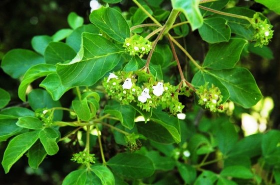 Vitex obovata