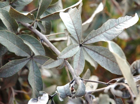 Vitex zeyheri leaves