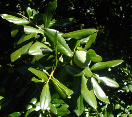 Warburgia salutaris