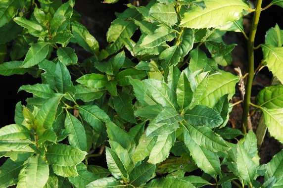 Xymalos monospora