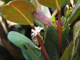 Acokanthera oblongifolia