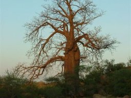 Adansonia digitata in Botswana