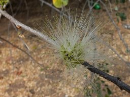 Albizia anthelmintica flowers, mainly stamens