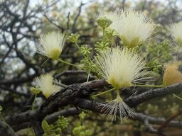 Albizia forbesii flowers