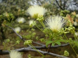 Albizia forbesii