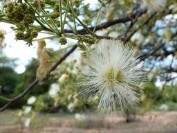 Albizia harveyi flowerhead