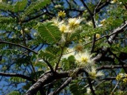 Albizia harveyi