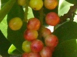 Antidesma venosum fruit changing colour