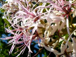 Calodendrum capense flowers