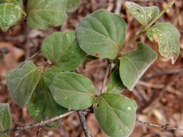 Afrocanthium gilfillanii