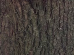 Canthium inerme bark