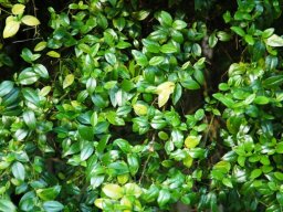 Cassinopsis ilicifolia